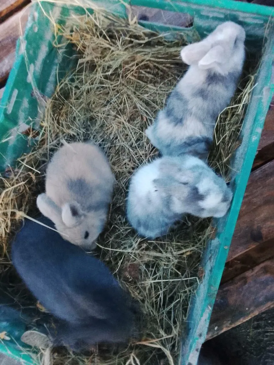 Baby bunnies - Image 2
