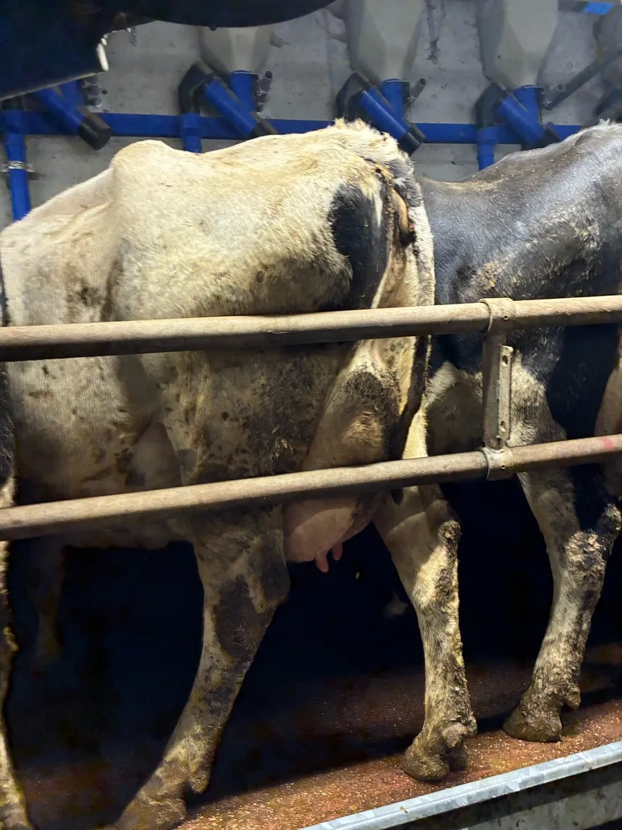 Cows in milk - Image 1