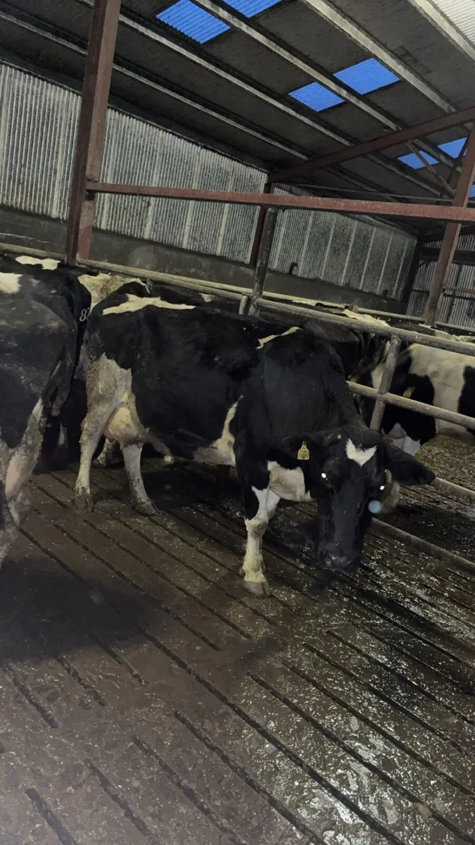 Cows in milk - Image 2