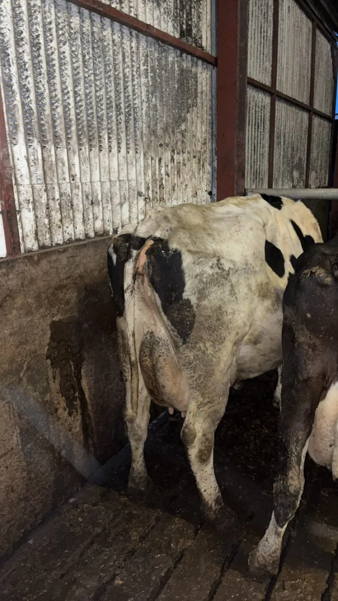 Cows in milk - Image 3