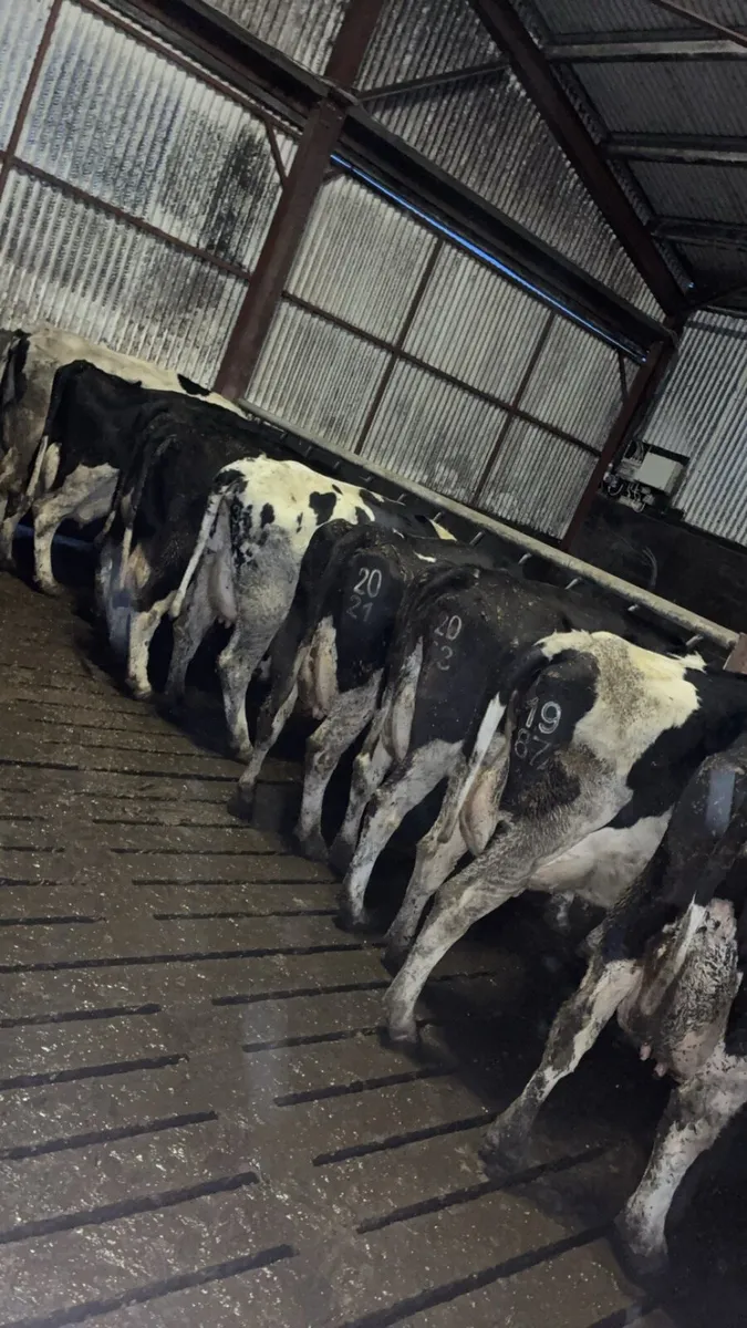 Cows in milk - Image 4