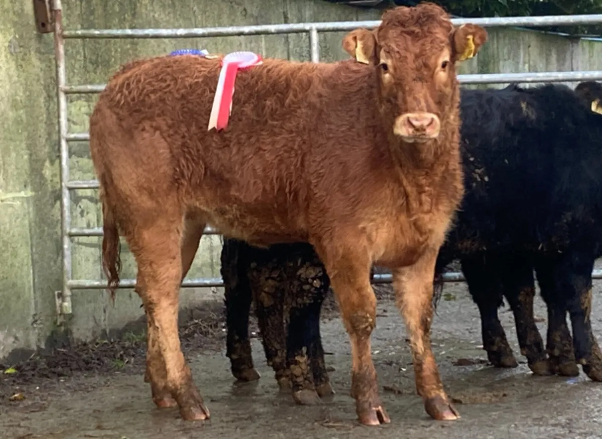 Cracking Pedigree Limousin Heifer