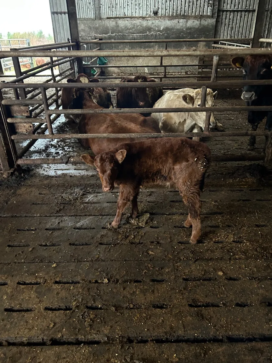 First  calf  cow 5 star - Image 1