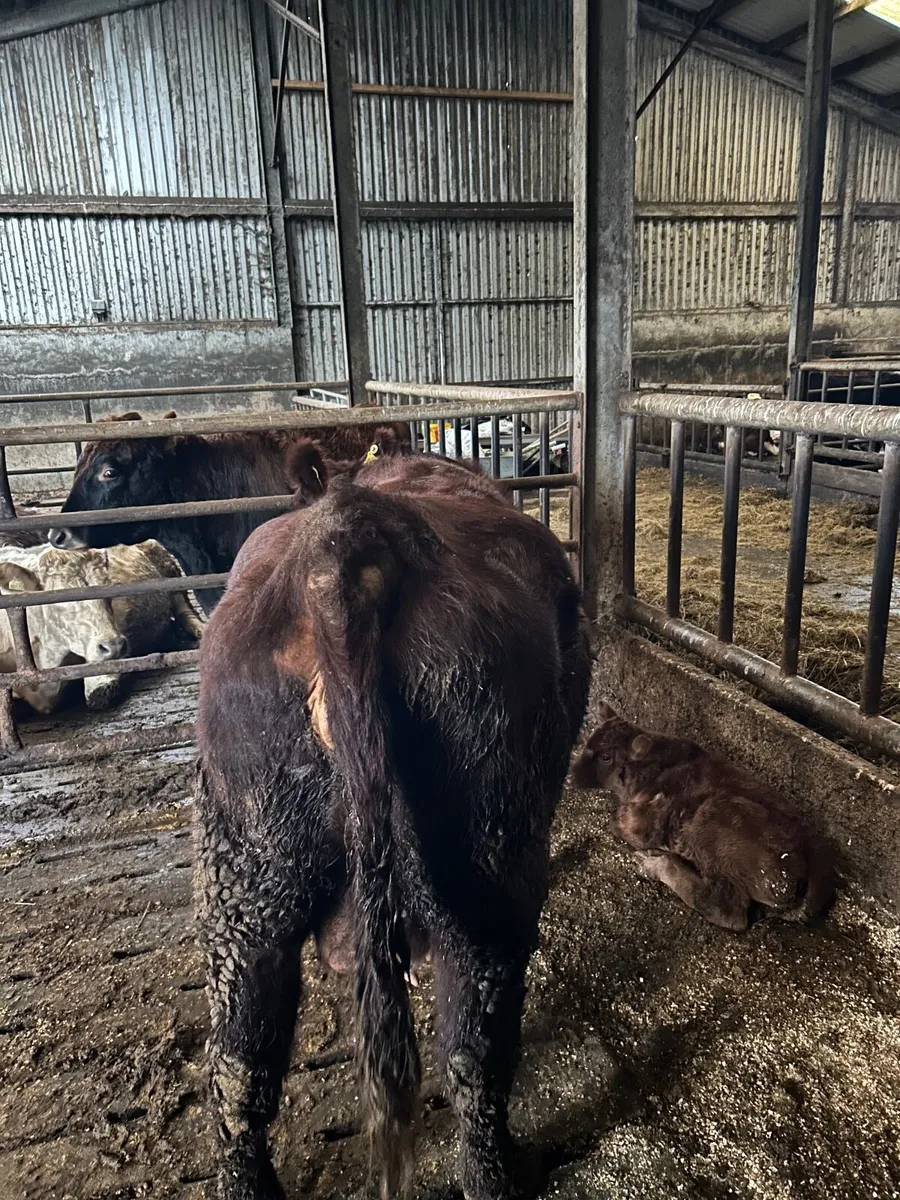 First  calf  cow 5 star - Image 2