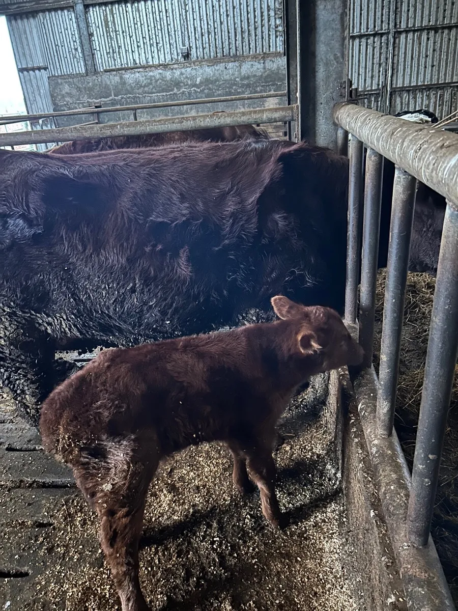 First  calf  cow 5 star - Image 3