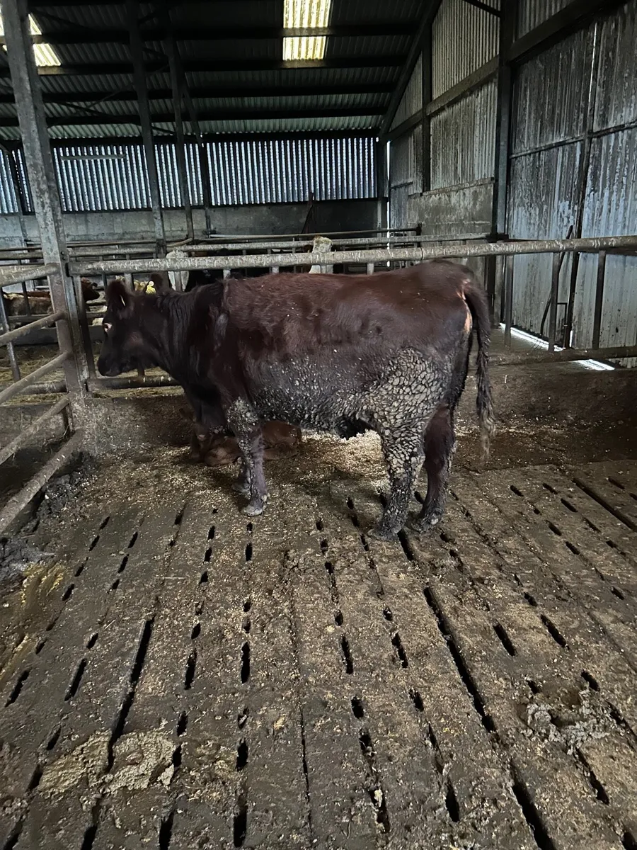 First  calf  cow 5 star - Image 4