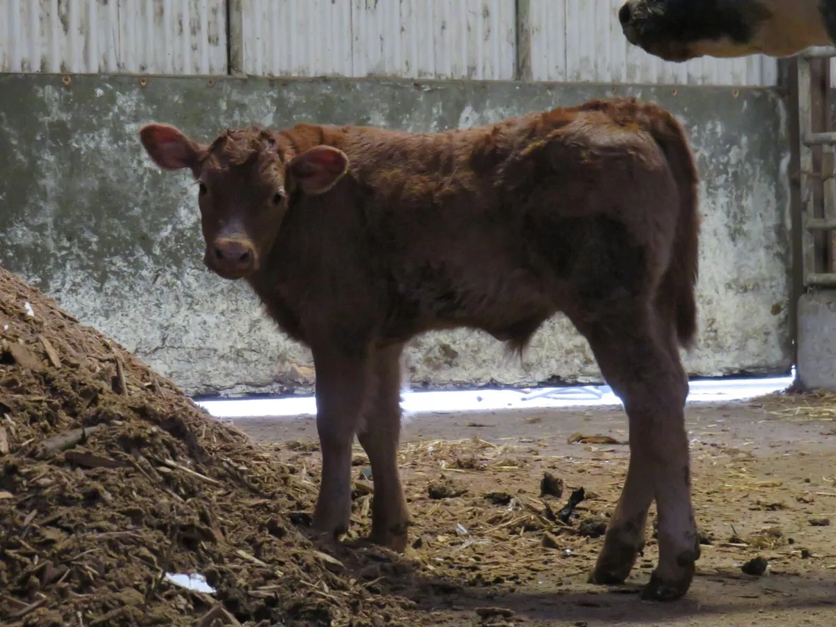 💥Super Suckler Outfit💥 - Image 2