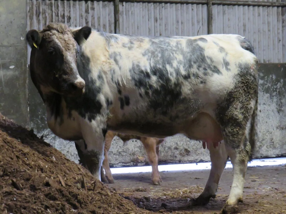 💥Super Suckler Outfit💥 - Image 3