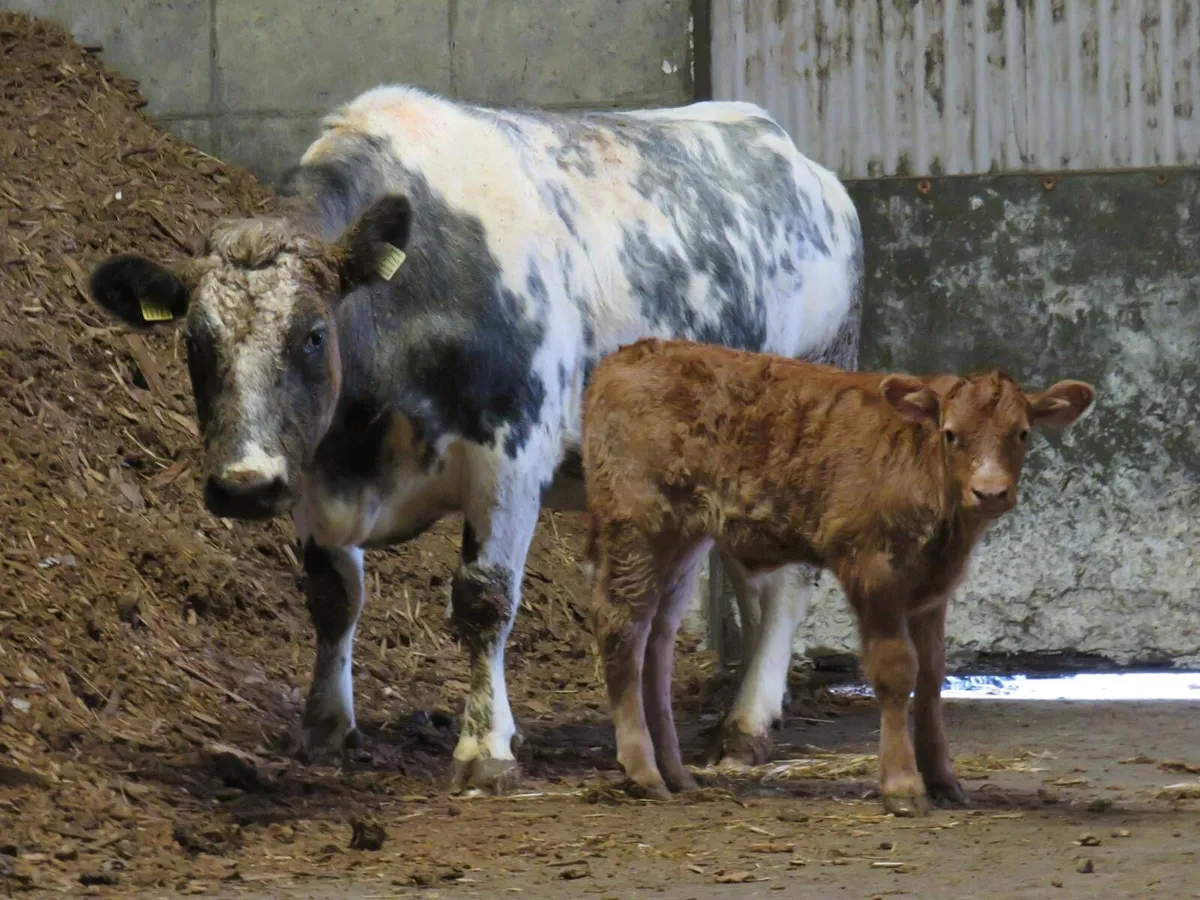 💥Super Suckler Outfit💥 - Image 4