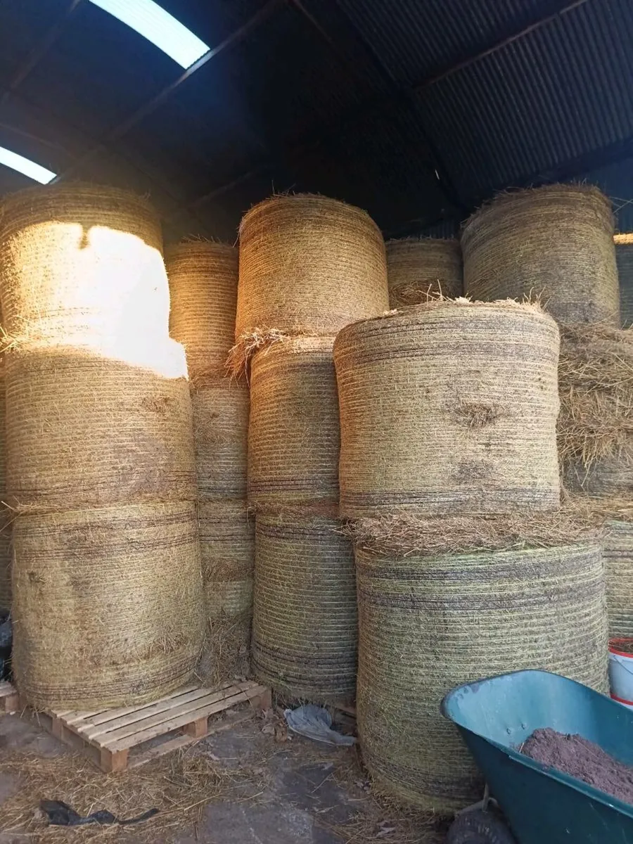 Bales of Hay & Rushes - Image 1