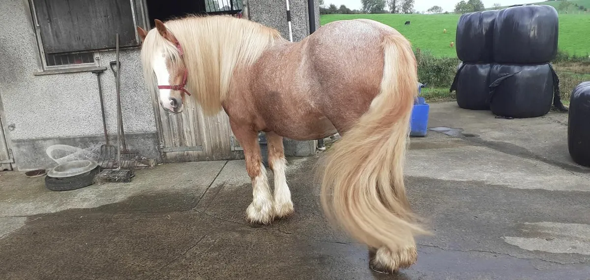 Cob Horse - Image 4
