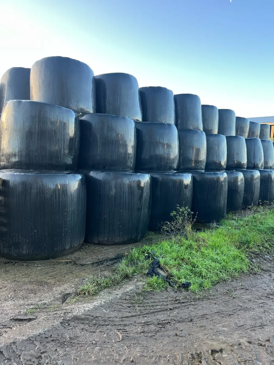 First cut silage - Image 1