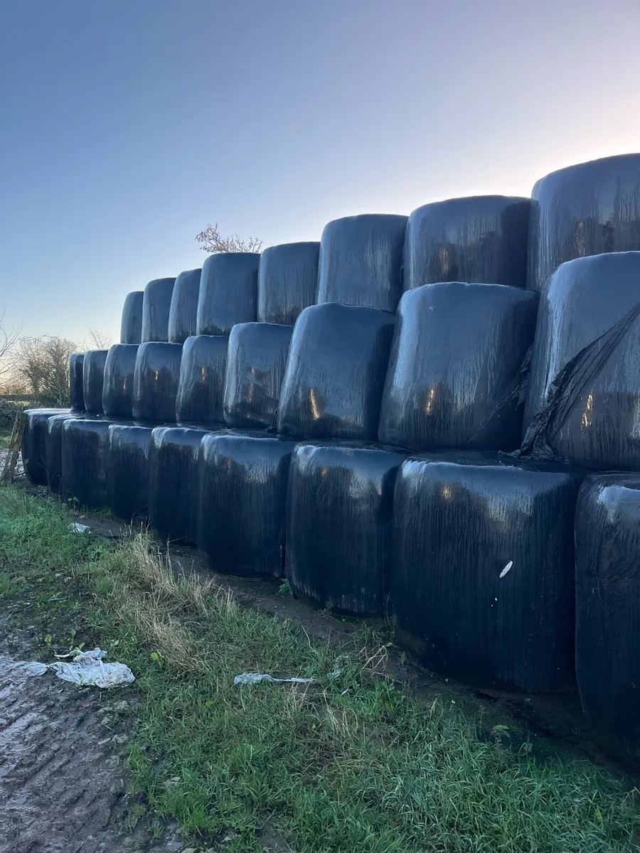First cut silage - Image 2