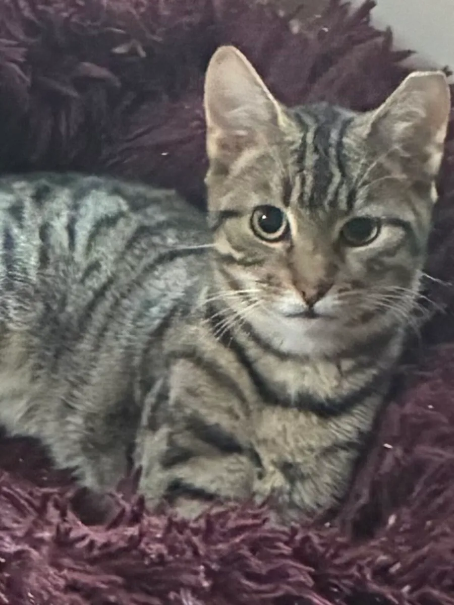 Catstrust adoption and protection. Rescued . - Image 1