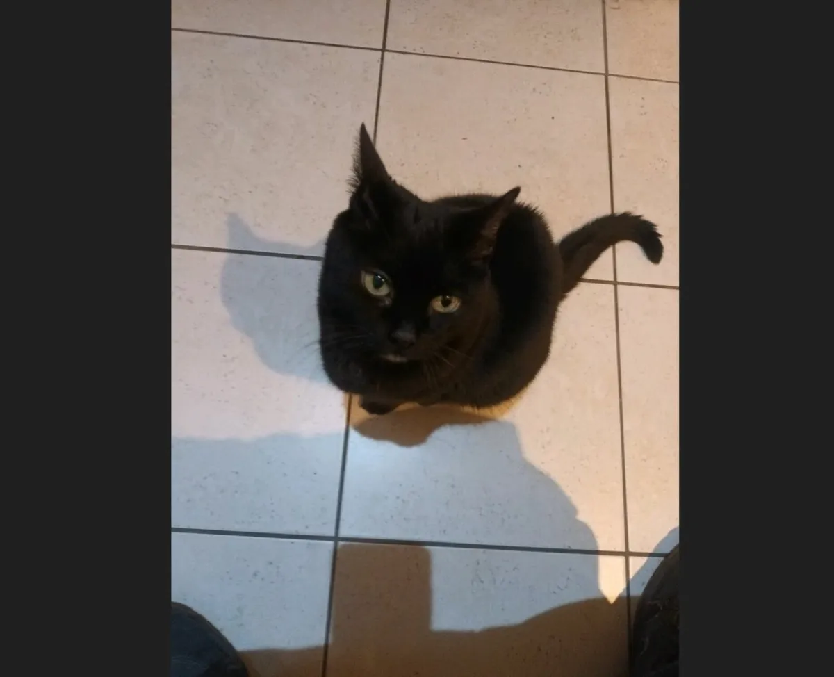 Cat for adoption - Image 2