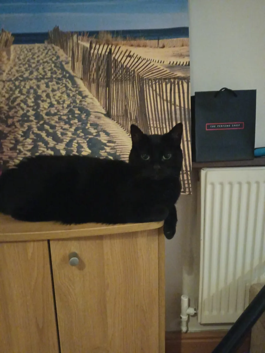 Cat for adoption - Image 1