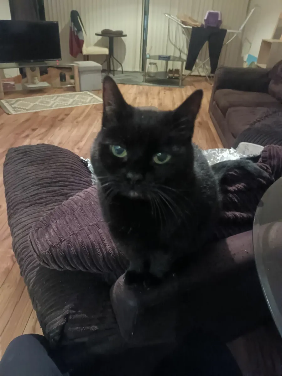 Cat for adoption - Image 3