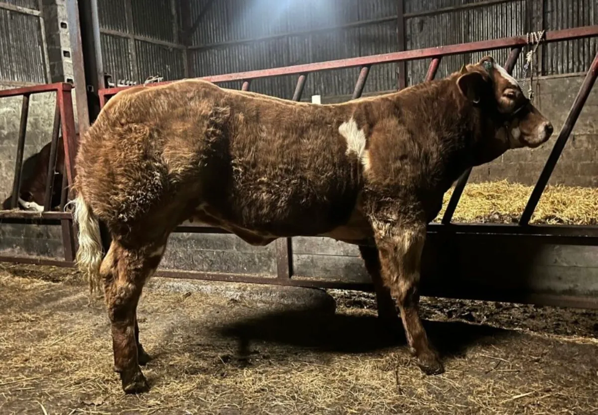 SHOW HEIFERS FOR MANORHMAILTON  MART - Image 1