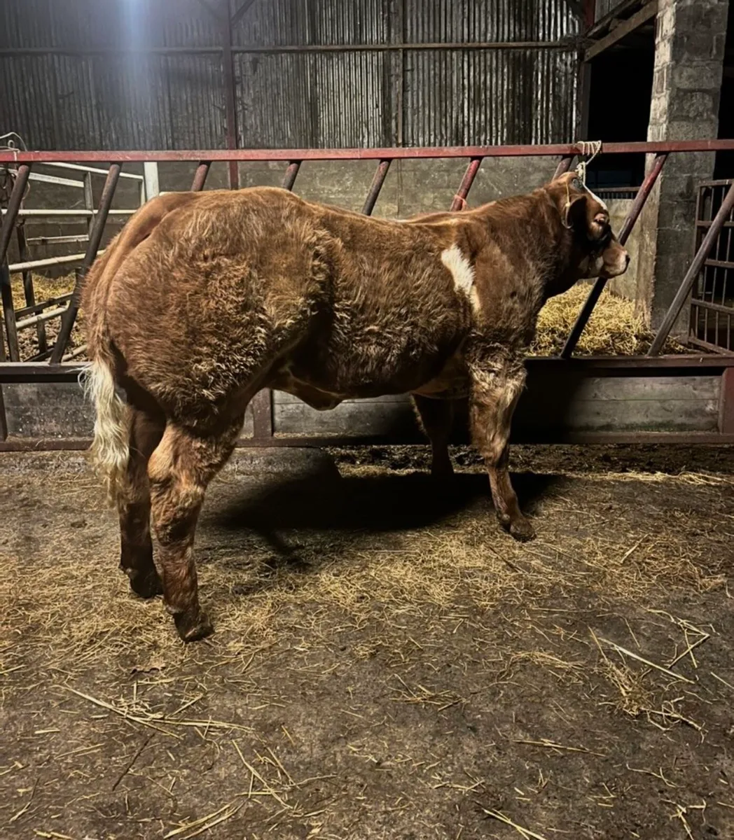 SHOW HEIFERS FOR MANORHMAILTON  MART - Image 2