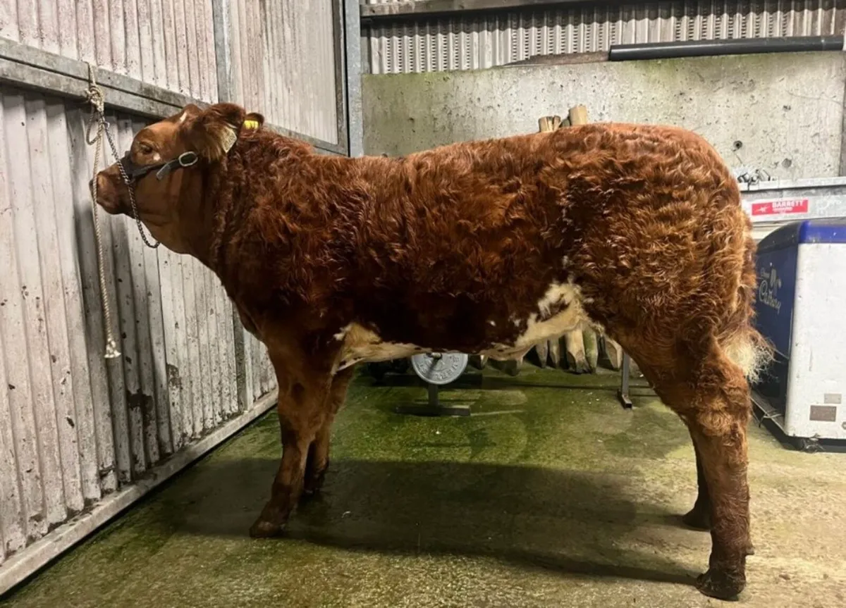 SHOW HEIFERS FOR MANORHMAILTON  MART - Image 3