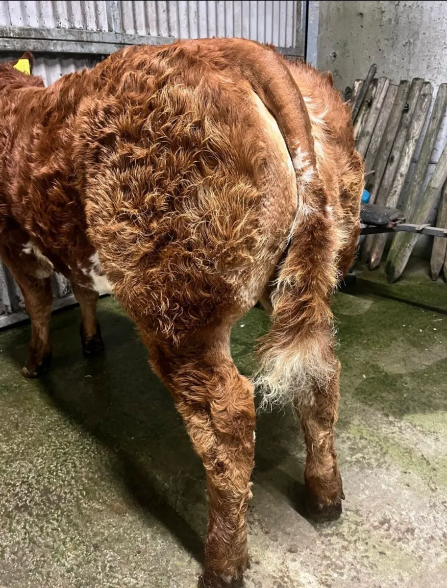 SHOW HEIFERS FOR MANORHMAILTON  MART - Image 4