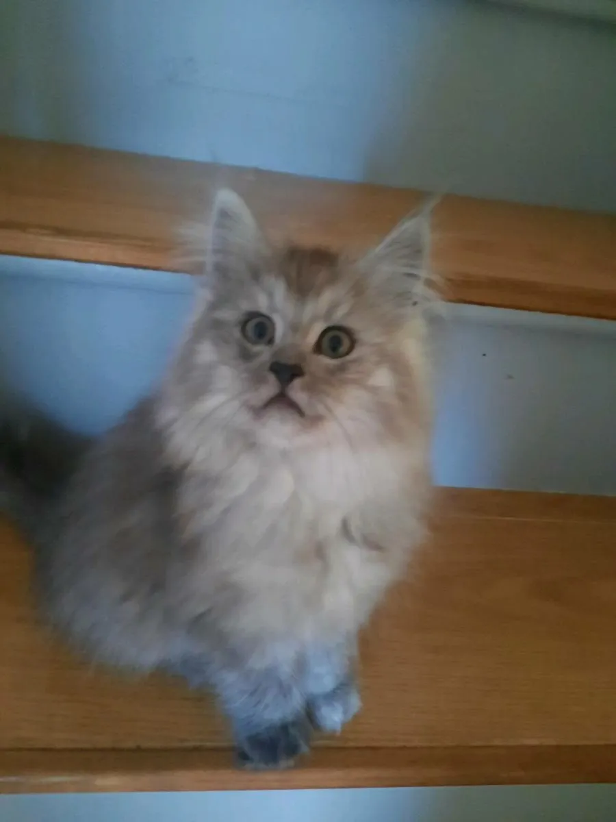 Maine coon kittens - Image 3