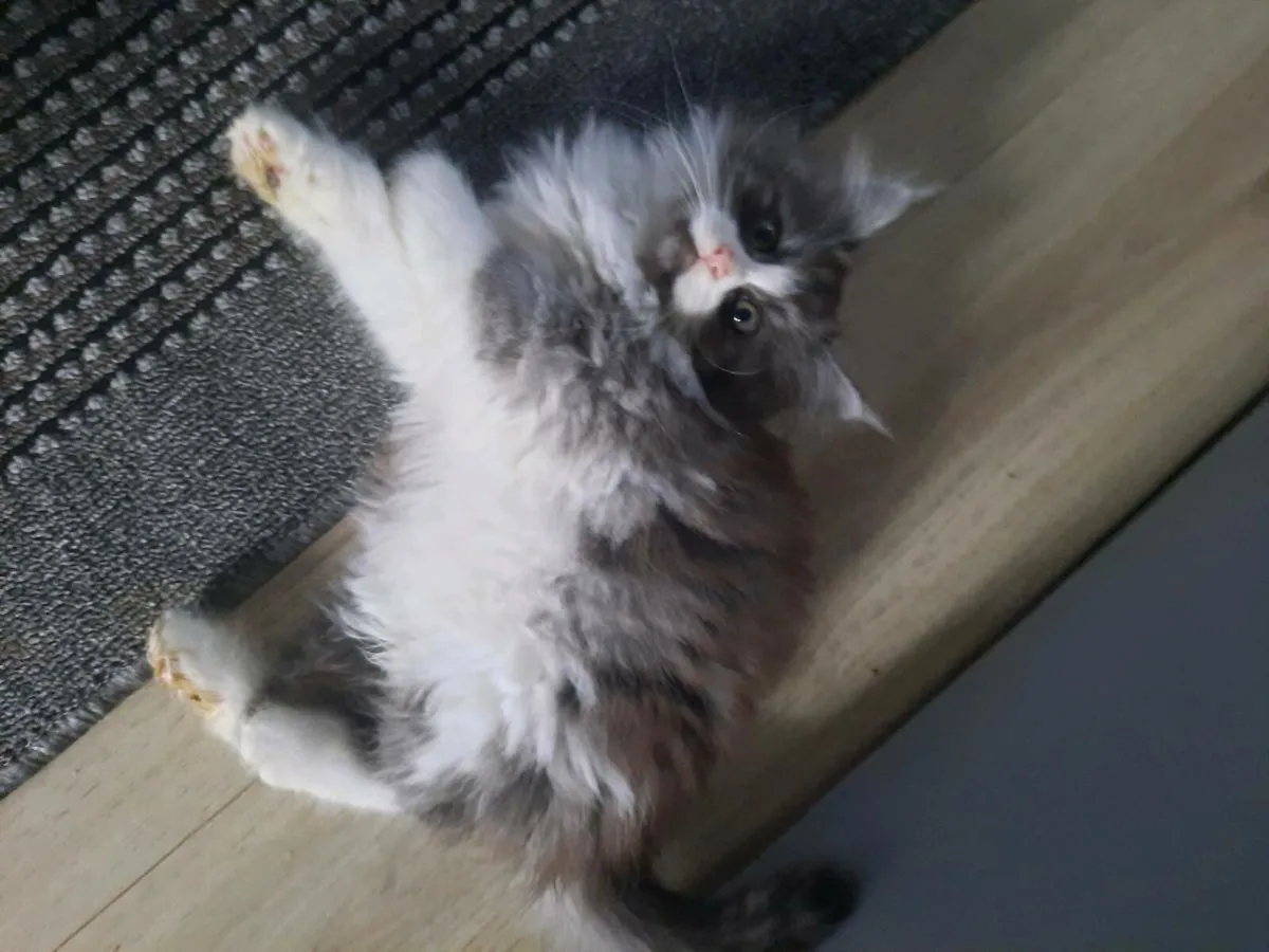 Maine coon kittens - Image 4