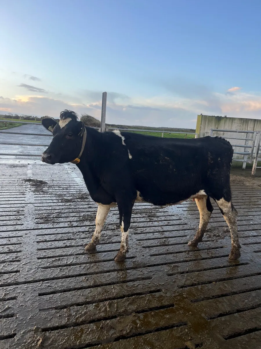 Empty young 1-3 Lac FR cows - Image 1