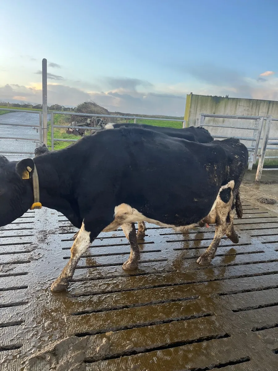 Empty young 1-3 Lac FR cows - Image 2