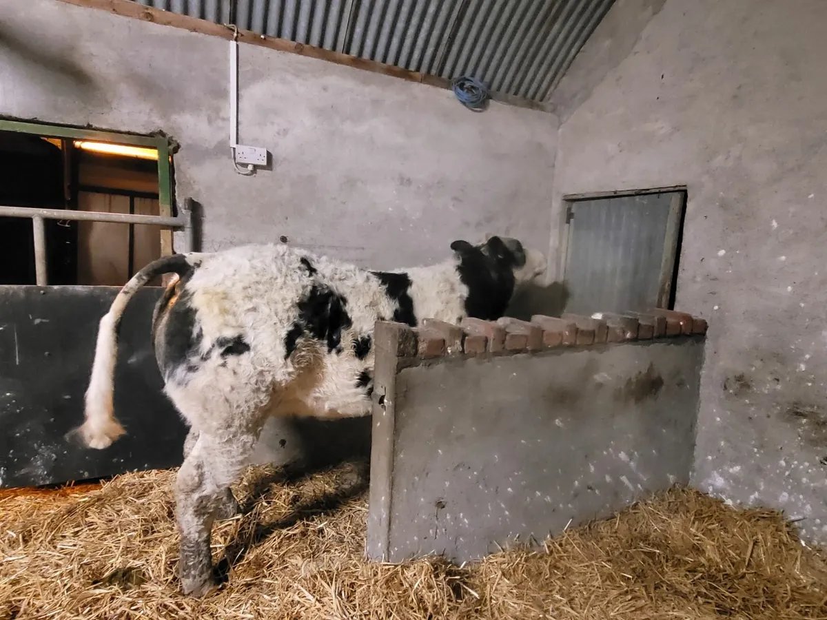 Breeding heifer - Image 2