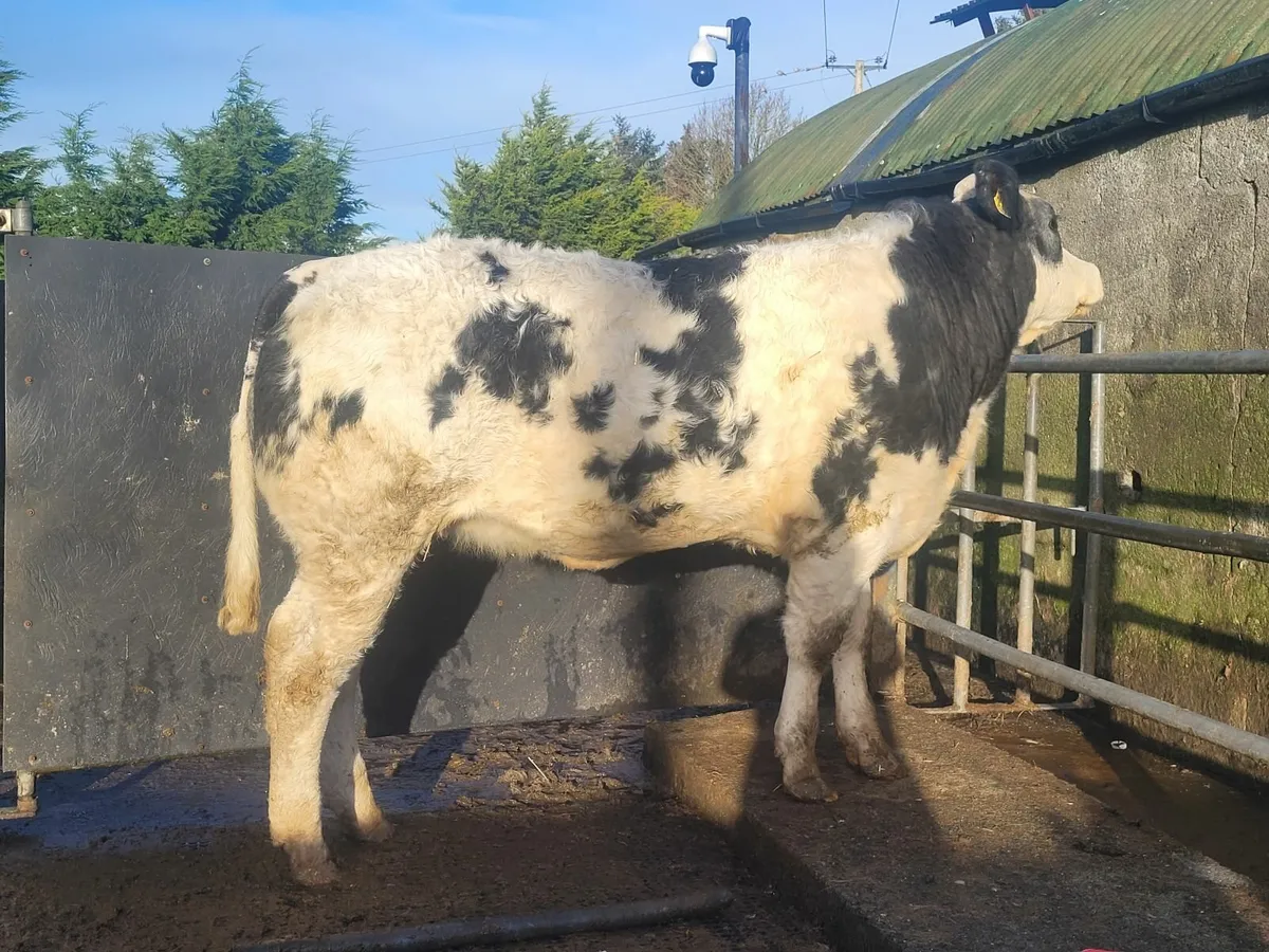 Breeding heifer - Image 3