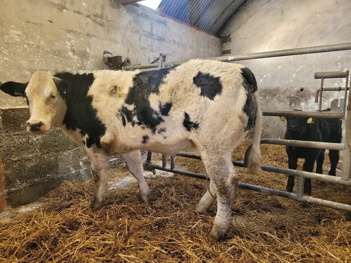 Breeding heifer - Image 4