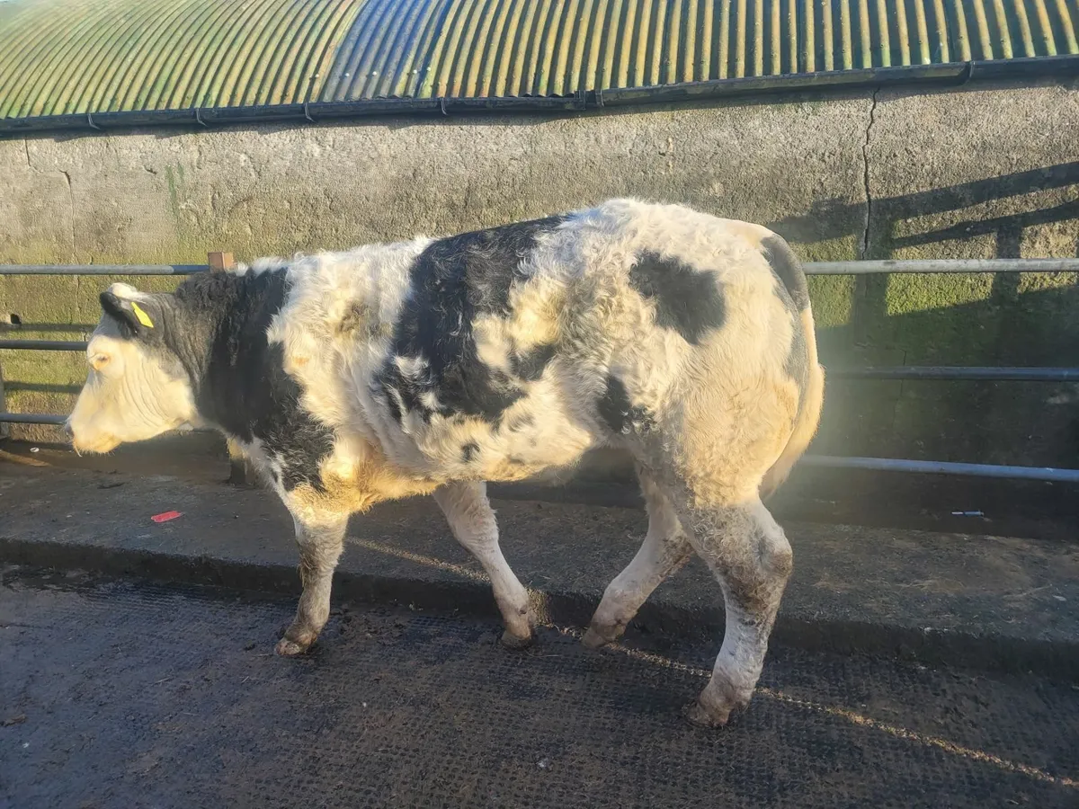 Breeding heifer - Image 1
