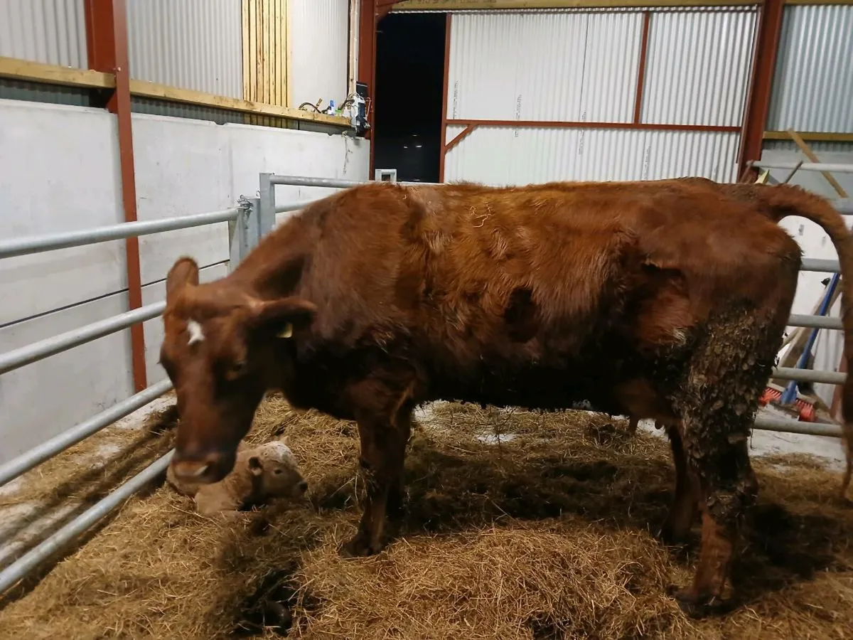 Foster cow - Image 1