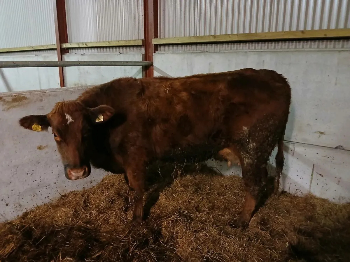 Foster cow - Image 2