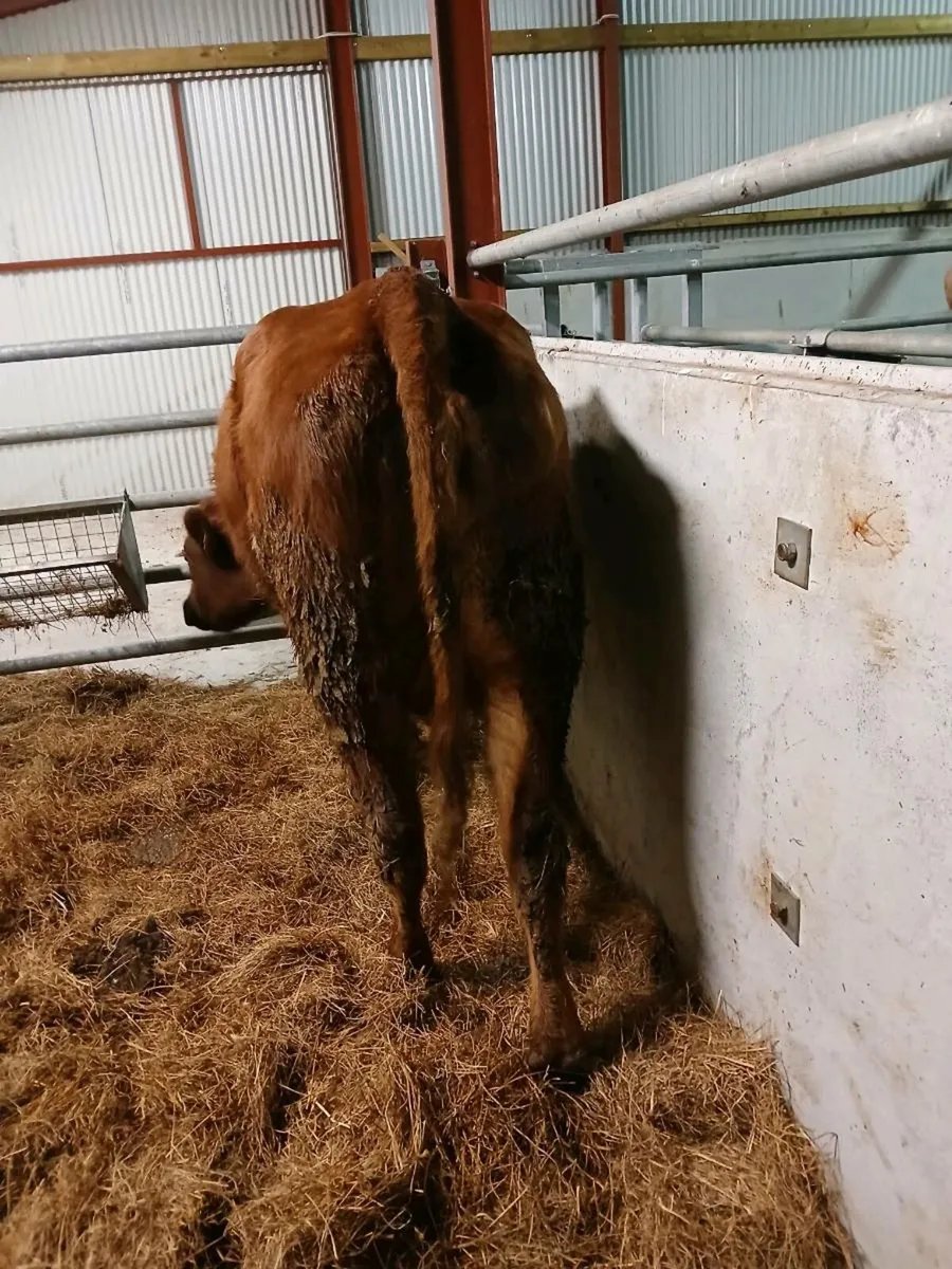 Foster cow - Image 3