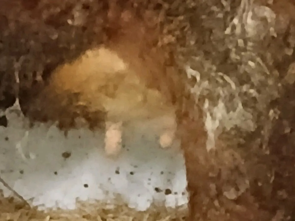 Foster cow - Image 4