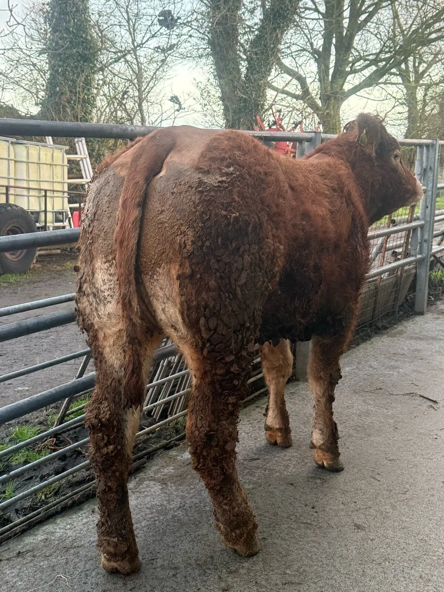 ☄️Pedigree Registered Limousine Heifer☄️ - Image 4