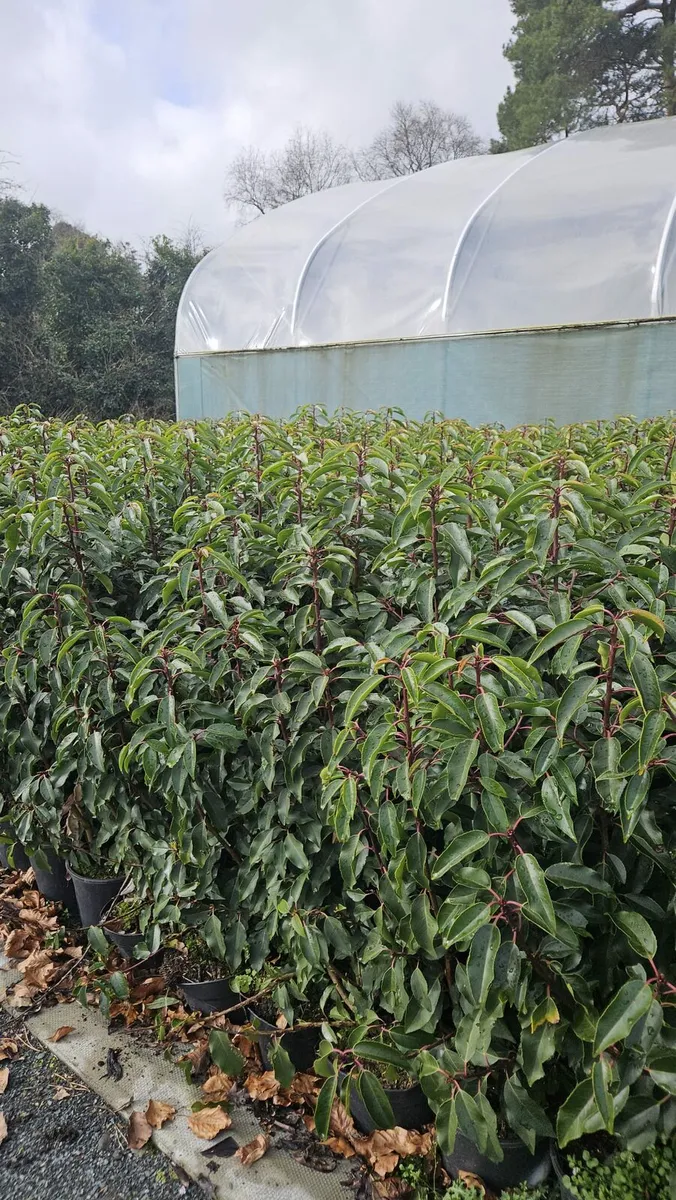 Portuguese Laurel Hedging 3ltr pots 50-70cm - Image 2