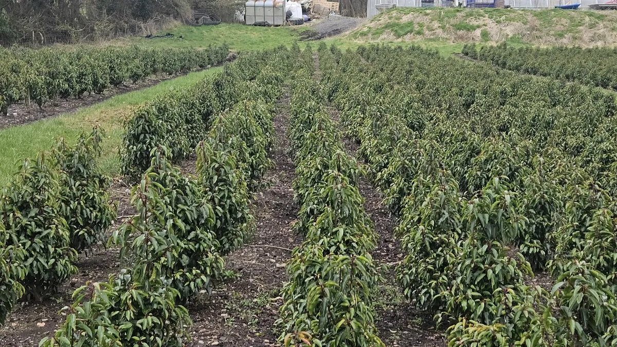 Portuguese Laurel Hedging 3ltr pots 50-70cm - Image 3