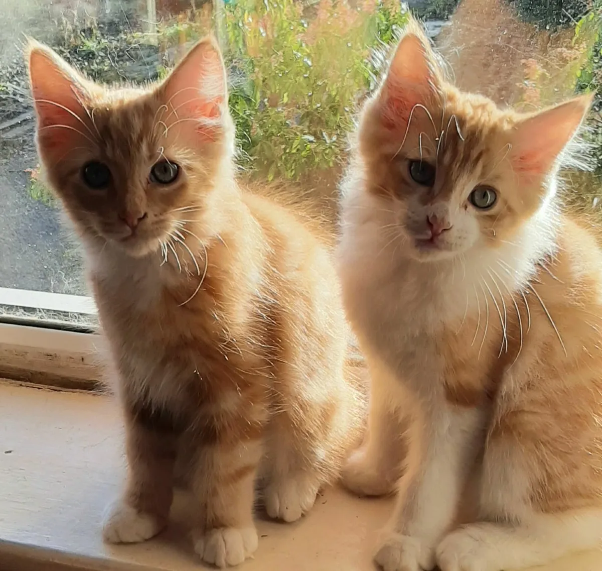 Maine Coon kittens - Image 2