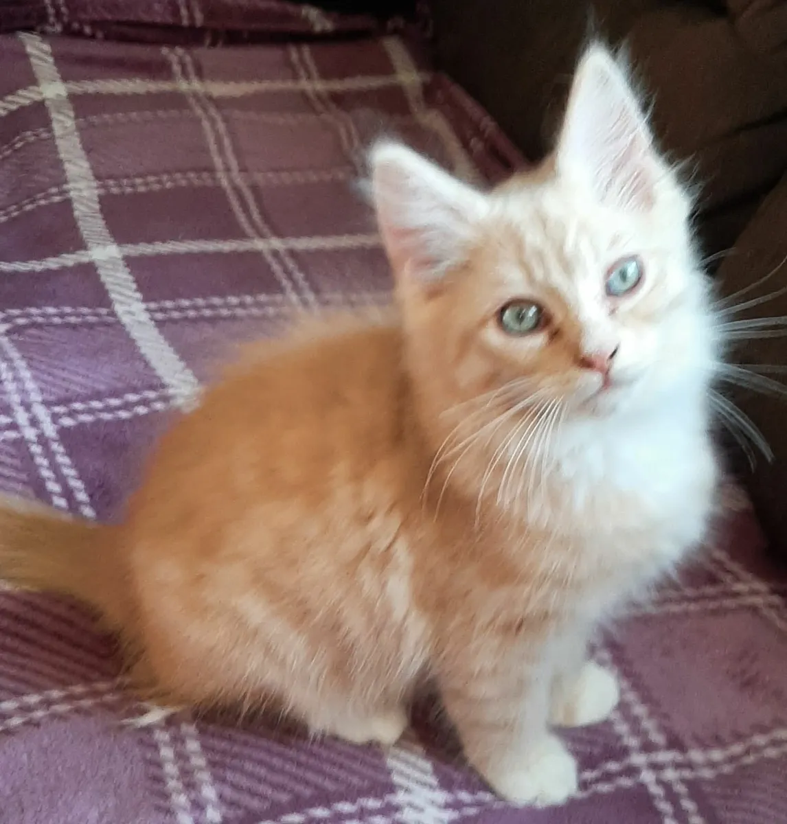 Maine Coon kittens - Image 3