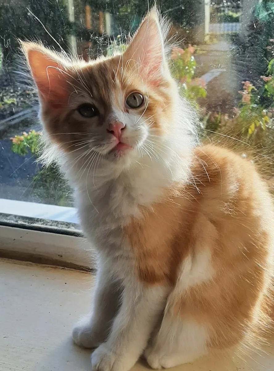 Maine Coon kittens - Image 4