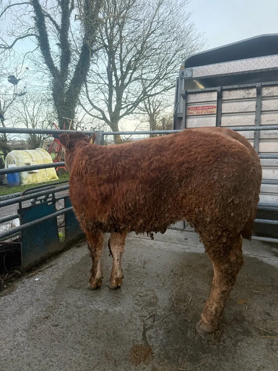 ☄️Pedigree Registered Limousine Heifer☄️ - Image 2