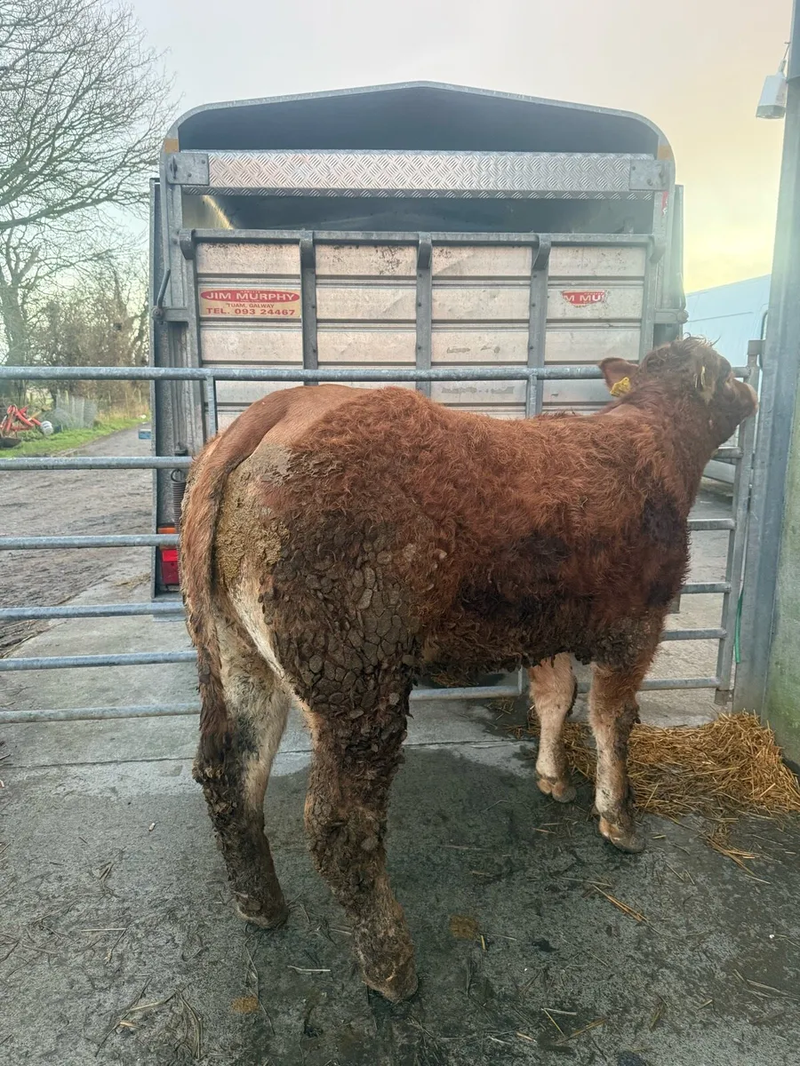 ☄️Pedigree Registered Limousine Heifer☄️ - Image 3