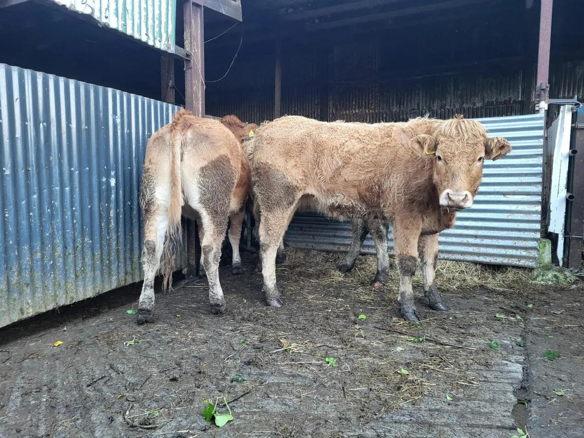 Heifers - Image 1