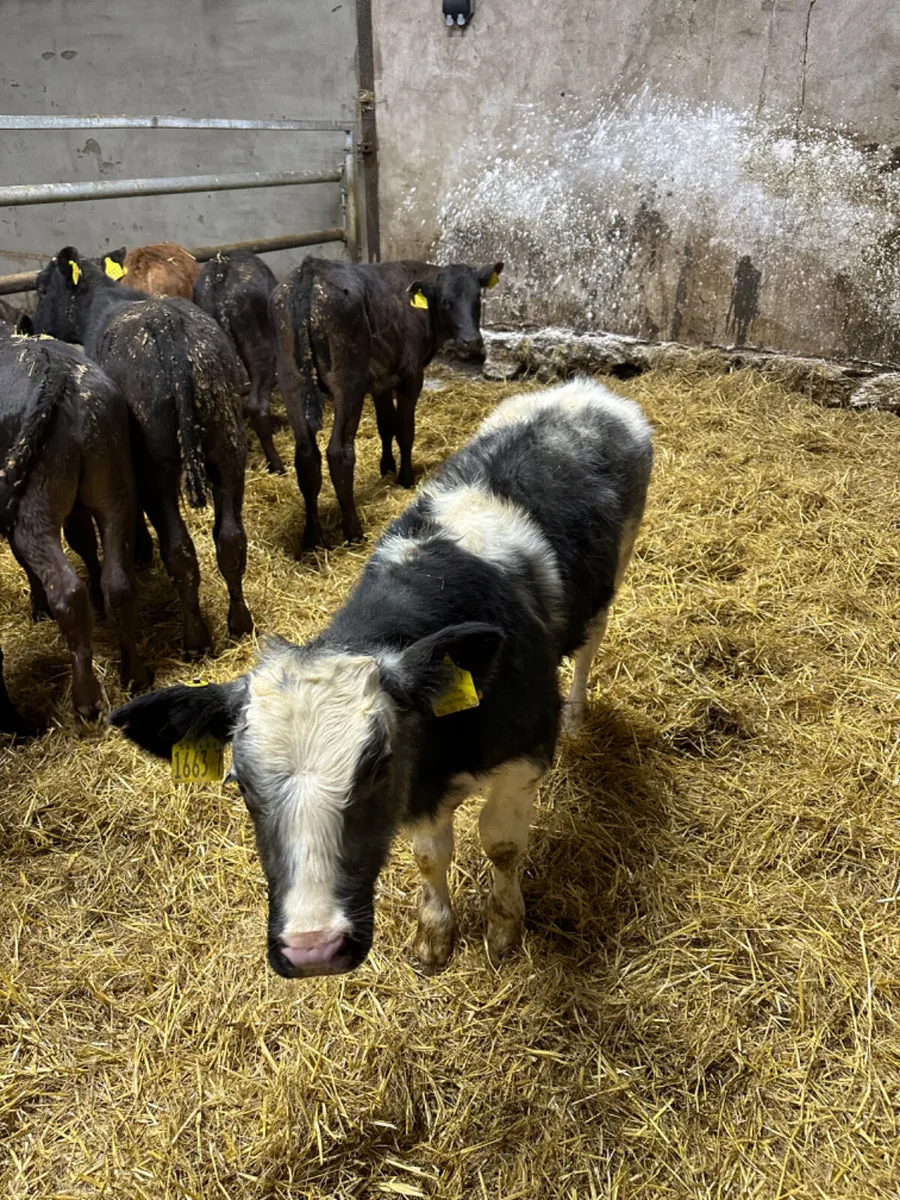 Reared bulls - Image 4