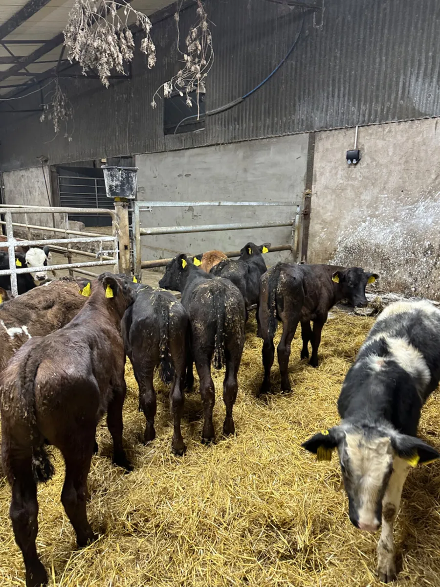 Reared bulls - Image 1