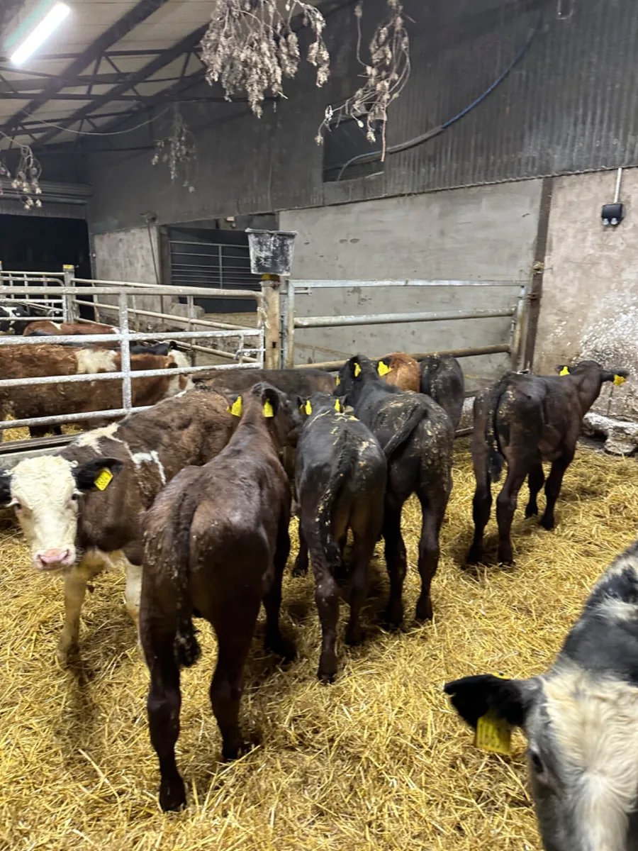 Reared bulls - Image 3