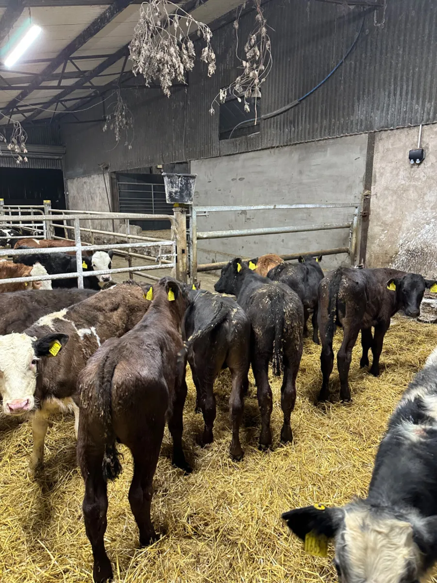 Reared bulls - Image 2